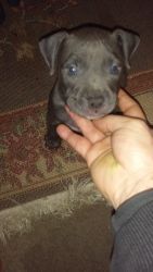 Blue nose pitbull puppy