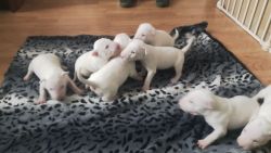 lovely bull terrier puppies for sale