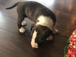 trained bull terrier puppies