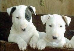 Male and female Bull terrier Puppies
