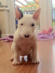 AKC Bull Terrier Male and Female Puppies for Sale.