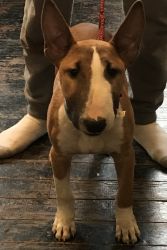 Bull Terrier 4 months