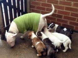 Bull Terriers puppies for adoption