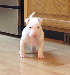 Healthy Bull Terrier Puppies For Sale
