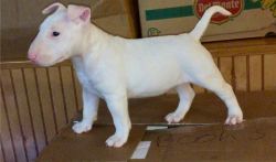 Healthy Home raised Bull Terrier puppies