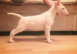 Available Bull Terrier for approve homes