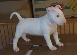 Bull Terrier puppies available for sale now