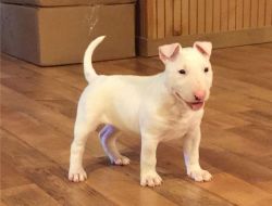 Gorgeous Bull terrier puppies available now