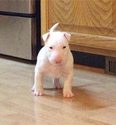 Perfect Bull terrier puppies available for sale