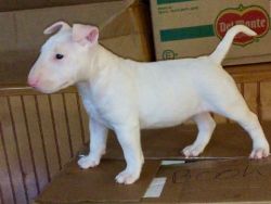 Adorable Bull Terrier puppies for sale .