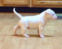 Excellent Bull terrier Puppies available now for sale