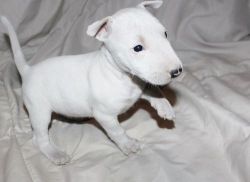 Lovely Bull Terrier puppies for sale