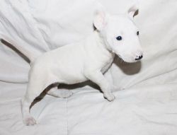 AKC Bull Terrier Puppies For Sale