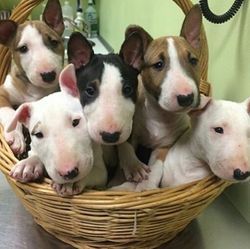 Male and Female Bull Terrier Puppies