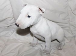 Lovely House Trained Bull Terrier puppies