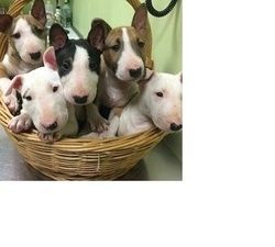 Bull Terrier Male and Female Puppies