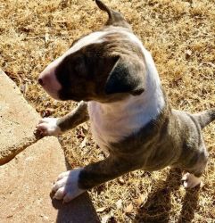 AKC registered Mini Bull Terrier Puppies. Text (xxx) xxx-xxx9