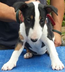 **Lovely M/F Bull-terrier puppies For Sale**