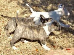 Adorable Bull Terrier Puppies For Sale
