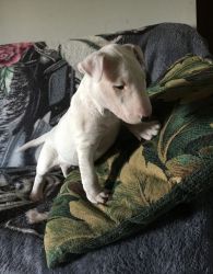 Beautiful Bull Terrier puppies for sale