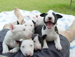 Thunder-force Bull Terrier puppies