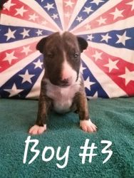 Bull Terrier (target/friday) puppies