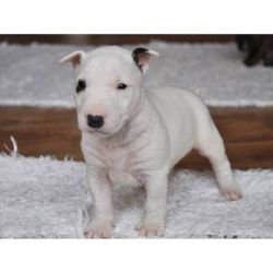 Beautiful Bull Terrier Puppies for new homes