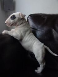 Gorgeous Bull Terrier Puppies for sale