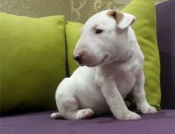 Affectionate Bull Terrier puppies Available