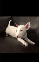 Gorgeous Bull Terrier puppies