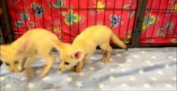 Little but Smart Fennec Foxes