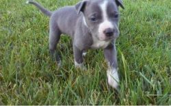 Female Pitbull puppy for re homing