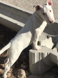 Super cute Bull Terrier puppies for Sale