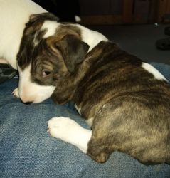 AKC Registered Bull Terrier Puppies