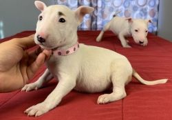 Full Rights English Bull Terrier Puppies