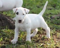 Quality Bull Terrier Puppies