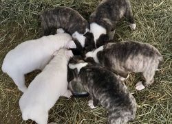 Affectionate Miniature Bull Terrier Puppies