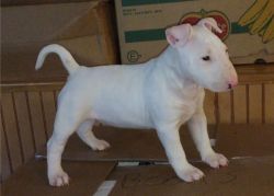 AKC Bull Terrier puppies for sale.