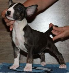 AKC Registered Bull Terrier puppies.