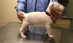 Pure White Male and Female Bull Terrier Puppies
