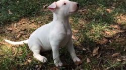 Lovely Bull Terrier Puppies For Sale.