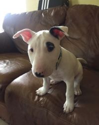 Beautiful Bull Terrier puppies available