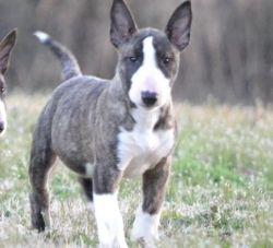 Bull Terrier Puppies for Sale.