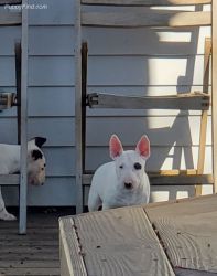 Beautiful Bull terrier puppies looking for forever homes,