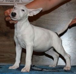 Beautiful Bull Terrier puppies for sale.