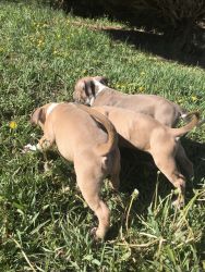Akc puppies need a good home
