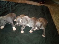Blue Pittbull pups