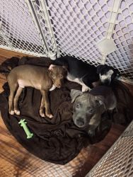 PitMix puppies for sale 11Weeks old