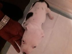 Pit bull puppy for sale