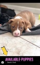Pit bull/Mastiff Puppies For Sale